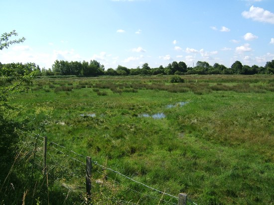 A view of some
                marshland